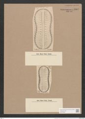 Surirella patens A. Schm. (de-Toni-Nr.: Genus 53, Species 2401) Zeichnungen Sammlung Grunow Nr. 4807 (NHMW-BOT-W0372959)